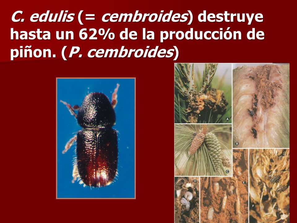 C. edulis (= cembroides) destruye hasta un 62% de la producción de piñon. (P. cembroides)