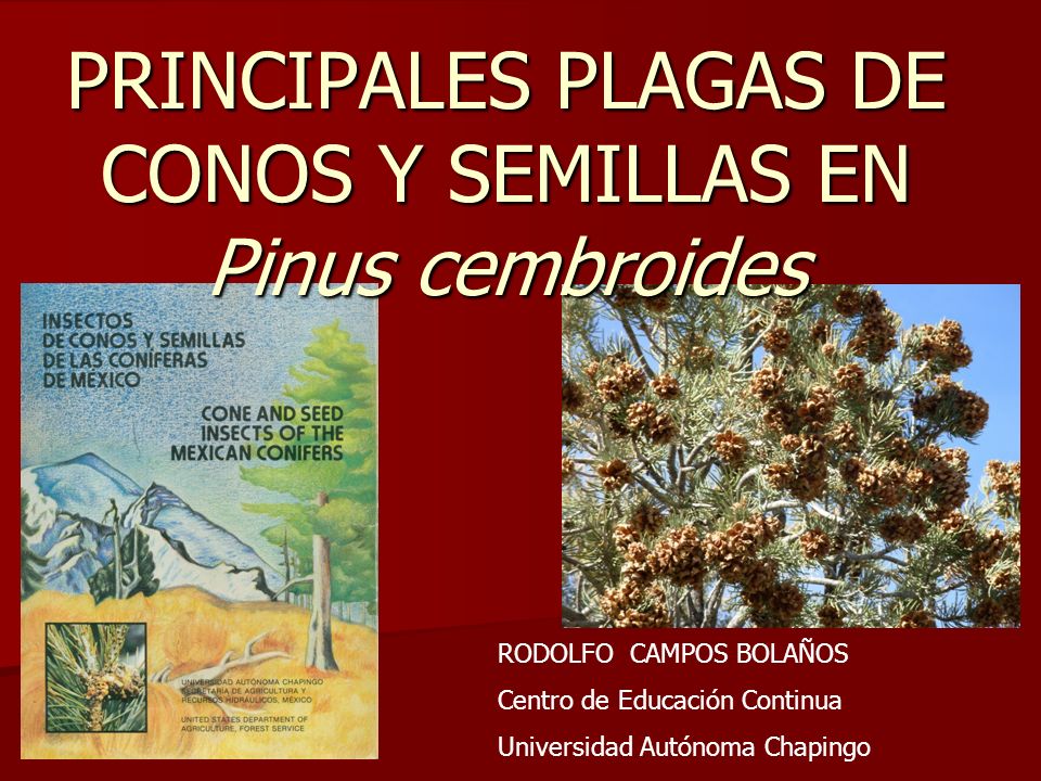 PRINCIPALES PLAGAS DE CONOS Y SEMILLAS EN Pinus cembroides