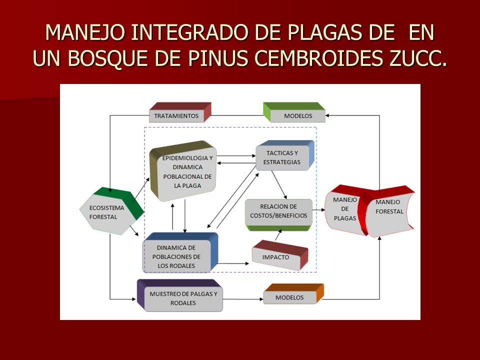 MANEJO INTEGRADO DE PLAGAS DE EN UN BOSQUE DE PINUS CEMBROIDES ZUCC.