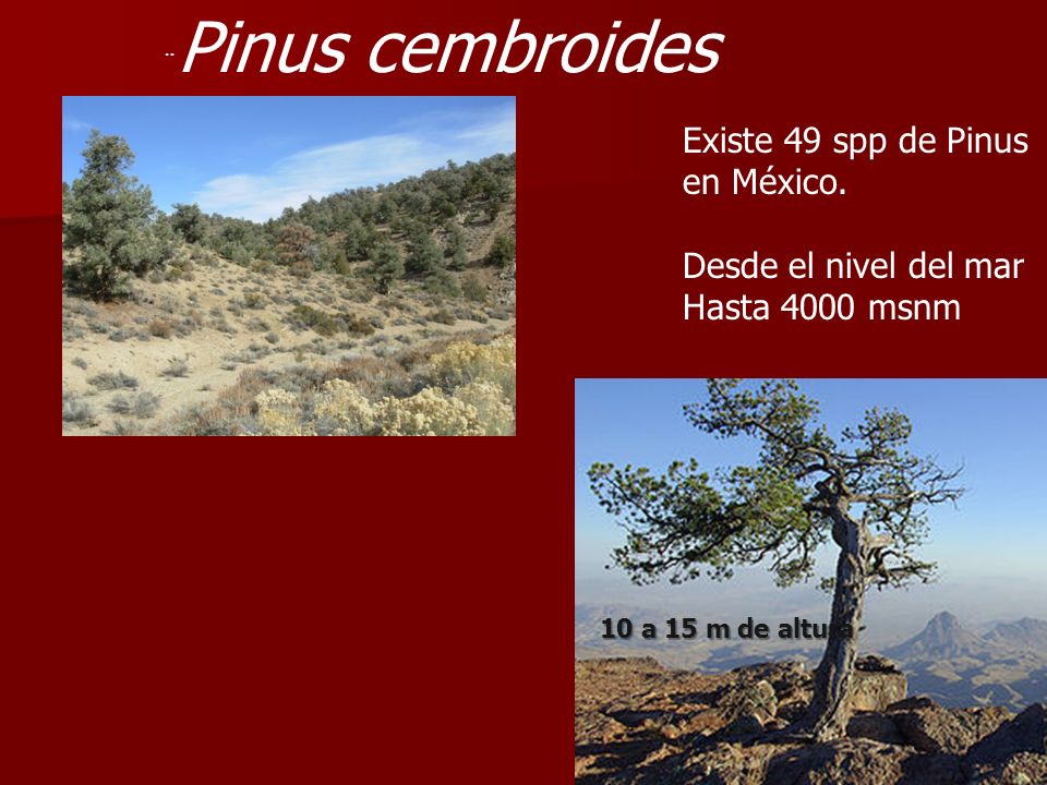 Existe 49 spp de Pinus en México. Desde el nivel del mar