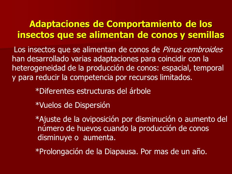 Adaptaciones de Comportamiento de los insectos que se alimentan de conos y semillas