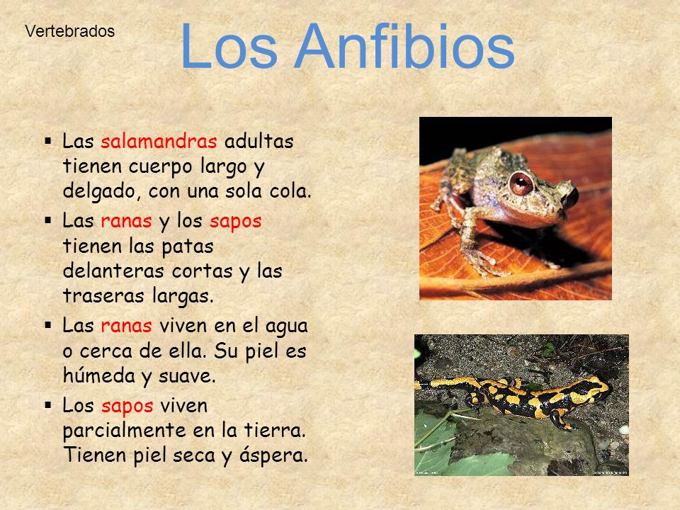 Los Anfibios Vertebrados. Las salamandras adultas tienen cuerpo largo y delgado, con una sola cola.