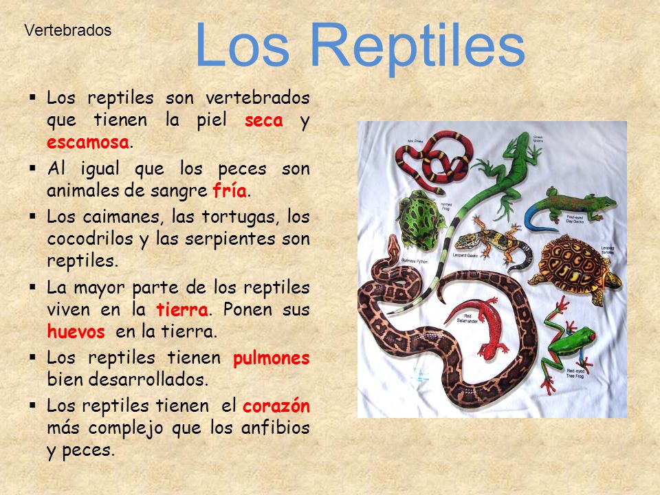 Los Reptiles Vertebrados. Los reptiles son vertebrados que tienen la piel seca y escamosa. Al igual que los peces son animales de sangre fría.