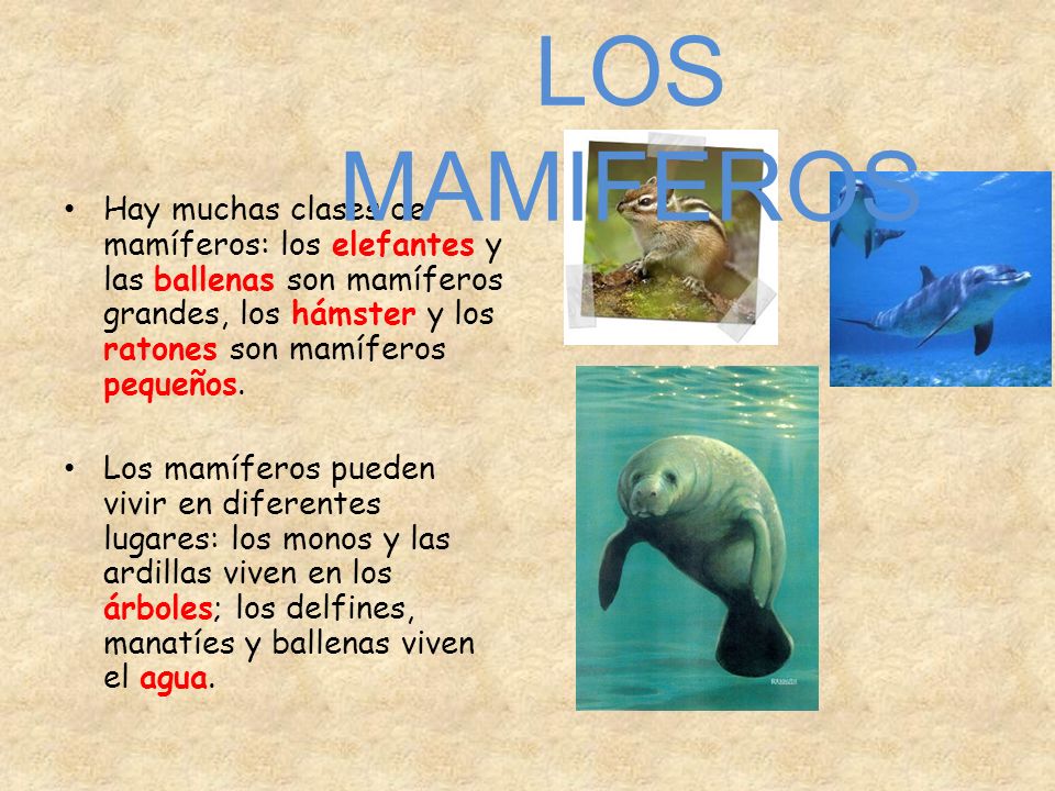 LOS MAMIFEROS Hay muchas clases de mamíferos: los elefantes y las ballenas son mamíferos grandes, los hámster y los ratones son mamíferos pequeños.