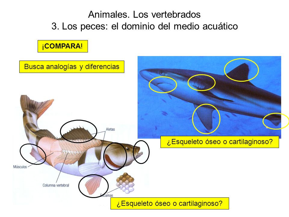 Animales. Los vertebrados 3. Los peces: el dominio del medio acuático