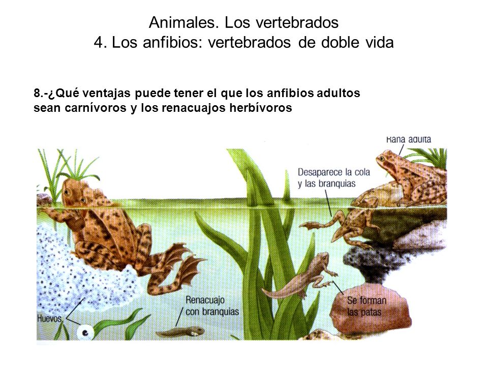Animales. Los vertebrados 4. Los anfibios: vertebrados de doble vida