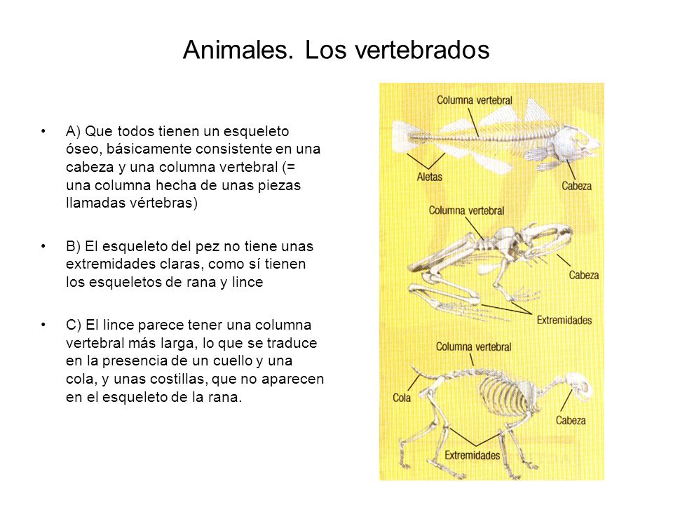 Animales. Los vertebrados