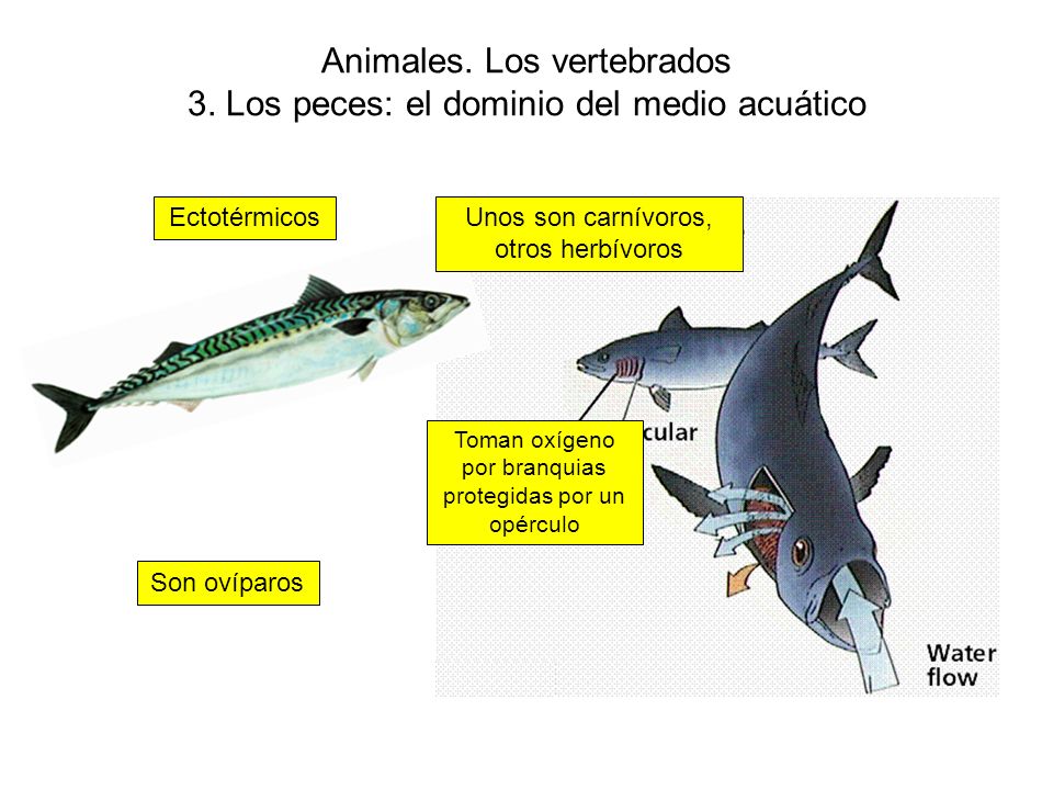 Animales. Los vertebrados 3. Los peces: el dominio del medio acuático