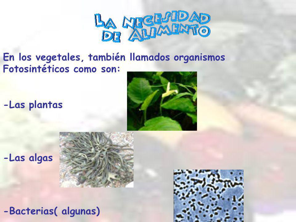 En los vegetales, también llamados organismos Fotosintéticos como son: