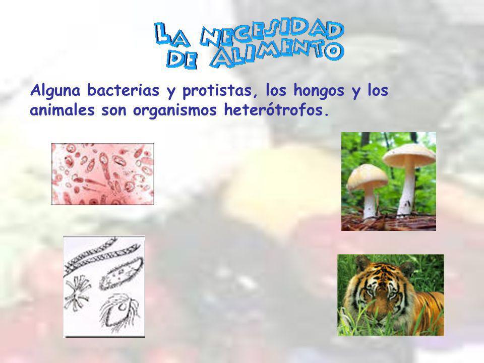 Alguna bacterias y protistas, los hongos y los