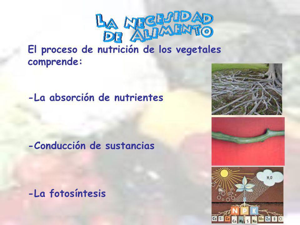 El proceso de nutrición de los vegetales comprende: