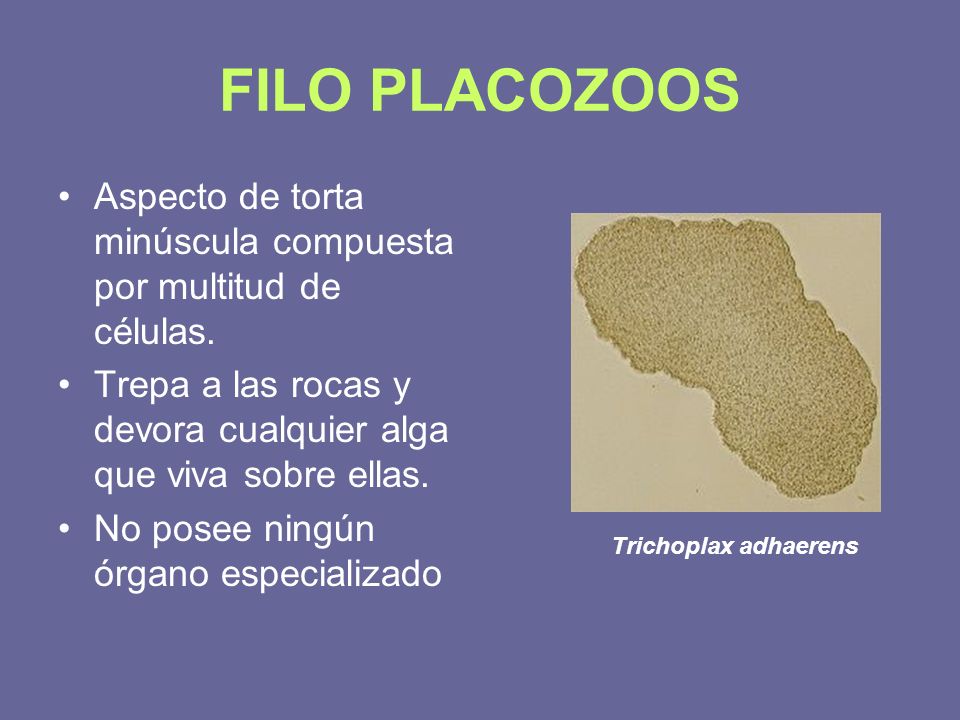 FILO PLACOZOOS Aspecto de torta minúscula compuesta por multitud de células. Trepa a las rocas y devora cualquier alga que viva sobre ellas.