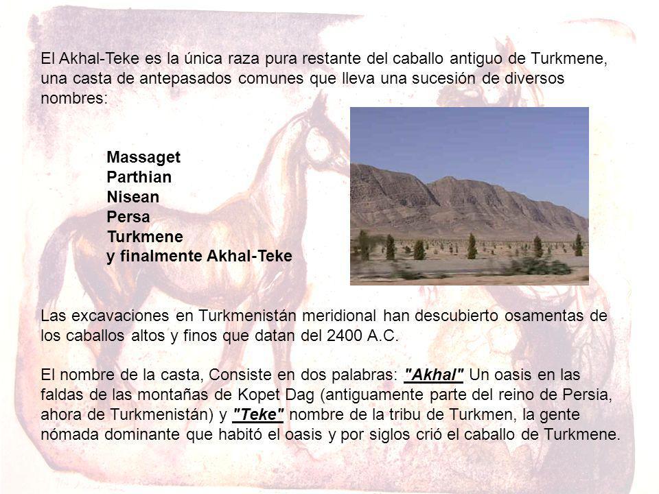 El Akhal-Teke es la única raza pura restante del caballo antiguo de Turkmene, una casta de antepasados comunes que lleva una sucesión de diversos nombres: