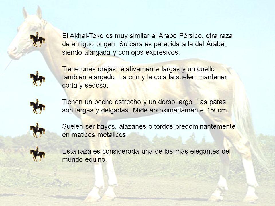 El Akhal-Teke es muy similar al Árabe Pérsico, otra raza de antiguo origen. Su cara es parecida a la del Árabe, siendo alargada y con ojos expresivos.