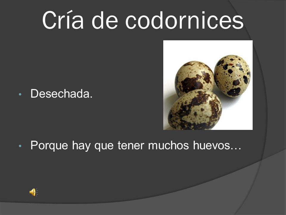 Cría de codornices Desechada. Porque hay que tener muchos huevos…