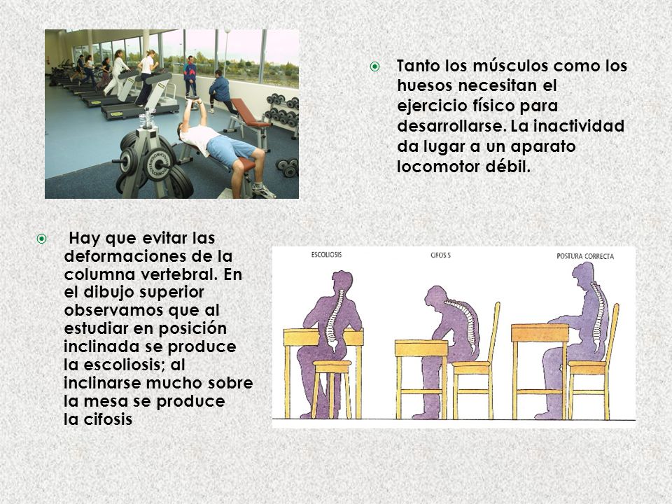 Tanto los músculos como los huesos necesitan el ejercicio físico para desarrollarse. La inactividad da lugar a un aparato locomotor débil.