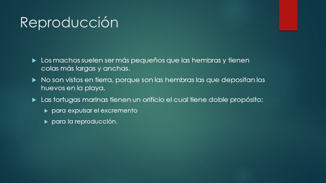 Reproducción Los machos suelen ser más pequeños que las hembras y tienen colas más largas y anchas.