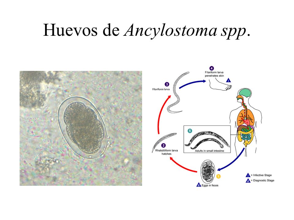 Huevos de Ancylostoma spp.