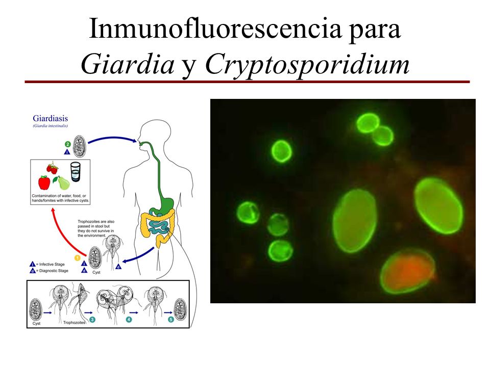 Inmunofluorescencia para Giardia y Cryptosporidium
