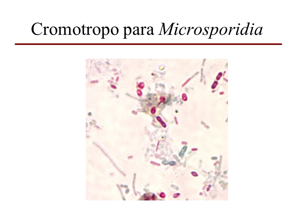 Cromotropo para Microsporidia