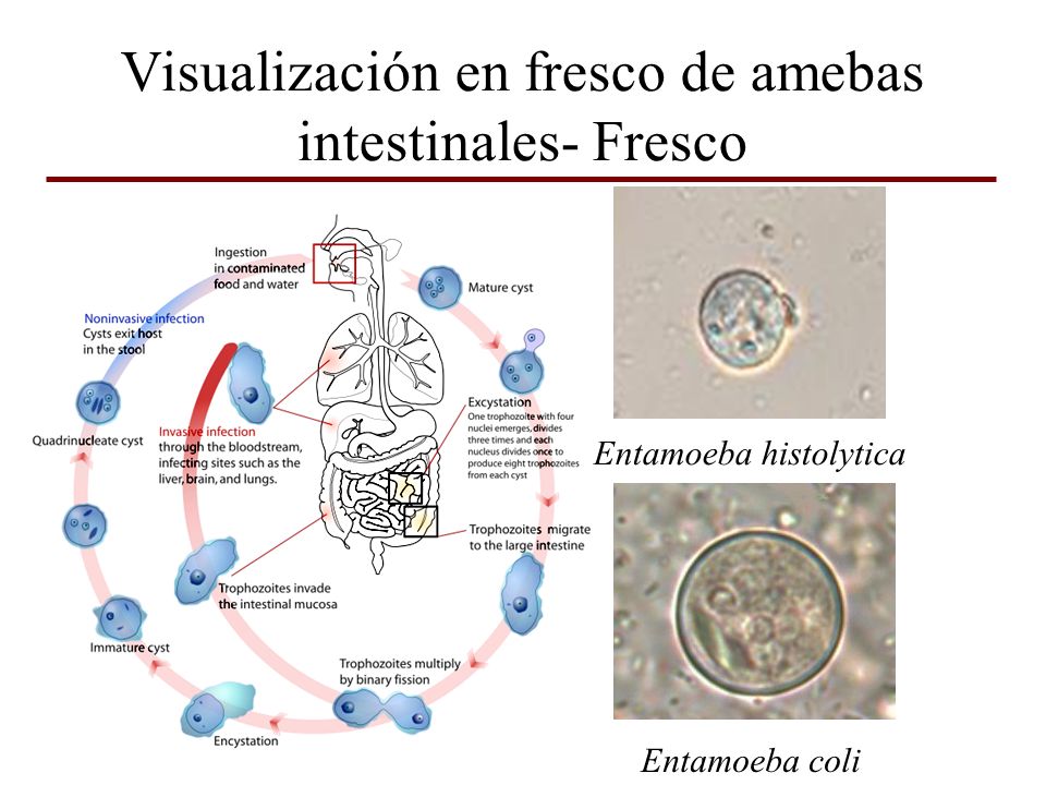 Visualización en fresco de amebas intestinales- Fresco