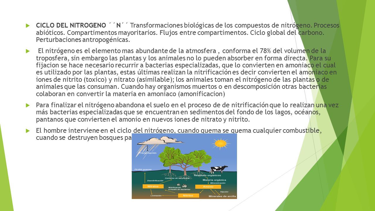 CICLO DEL NITROGENO ´´N´´ Transformaciones biológicas de los compuestos de nitrógeno. Procesos abióticos. Compartimentos mayoritarios. Flujos entre compartimentos. Ciclo global del carbono. Perturbaciones antropogénicas.