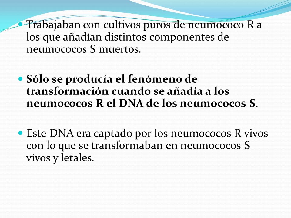 Trabajaban con cultivos puros de neumococo R a los que añadían distintos componentes de neumococos S muertos.