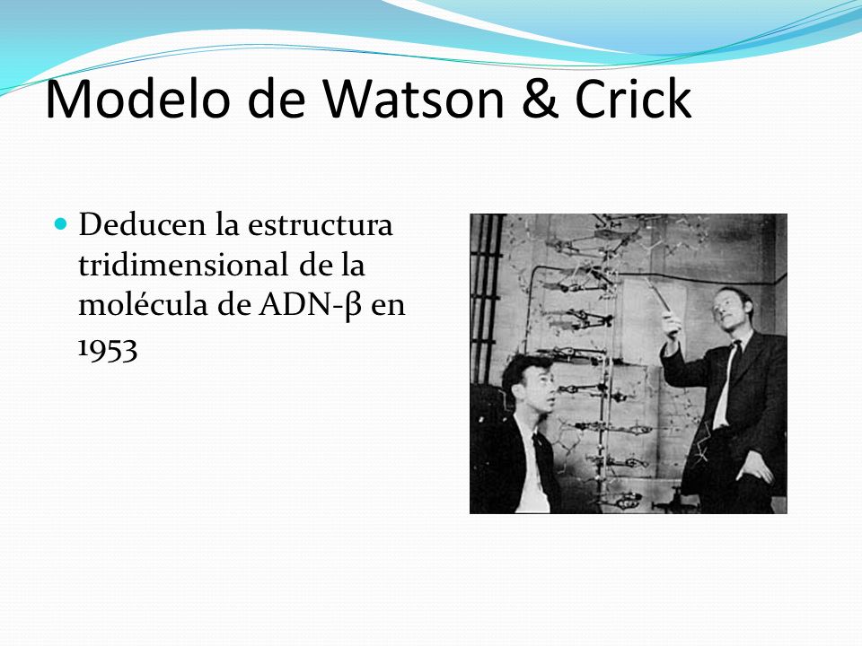 Modelo de Watson & Crick