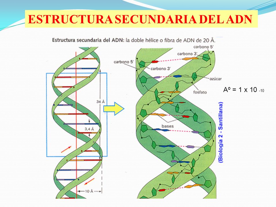 ESTRUCTURA SECUNDARIA DEL ADN