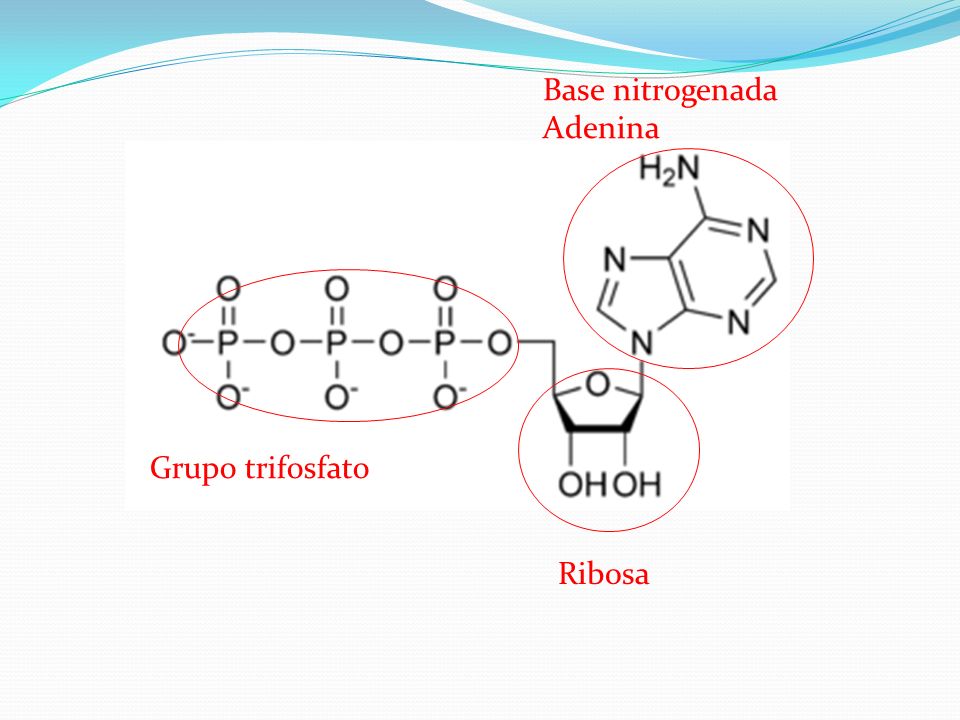 Base nitrogenada Adenina