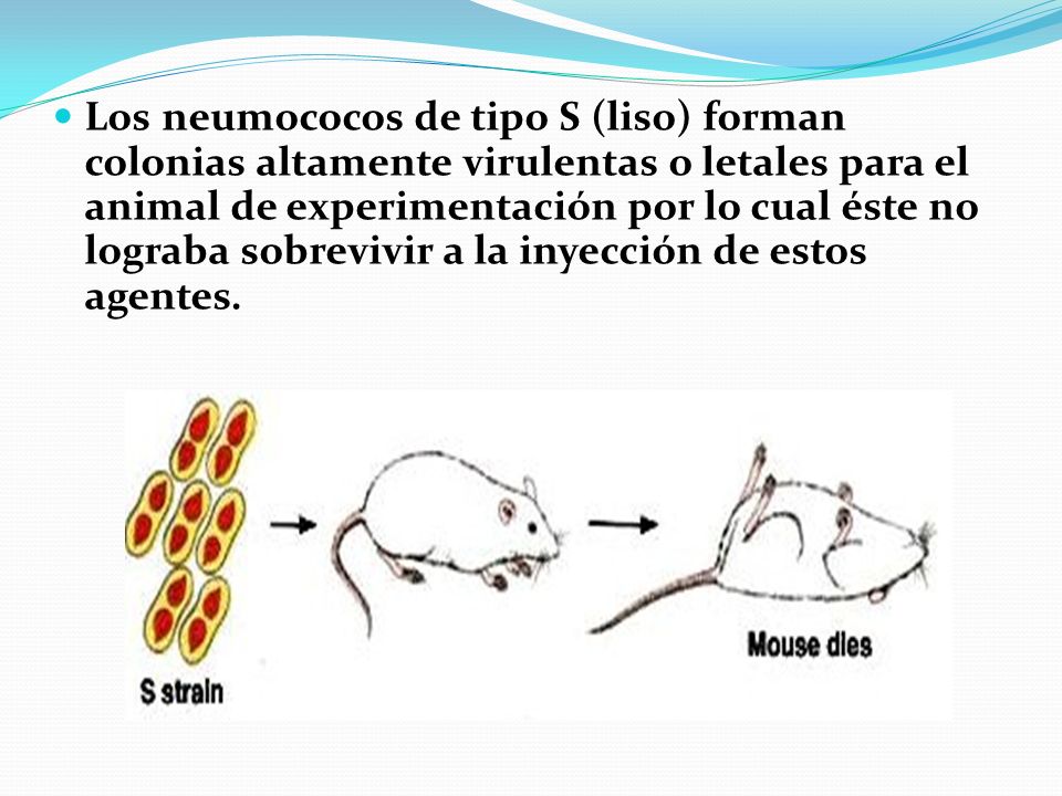 Los neumococos de tipo S (liso) forman colonias altamente virulentas o letales para el animal de experimentación por lo cual éste no lograba sobrevivir a la inyección de estos agentes.
