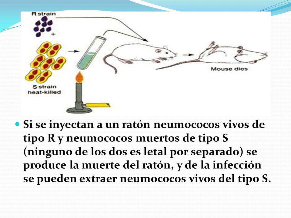 Si se inyectan a un ratón neumococos vivos de tipo R y neumococos muertos de tipo S (ninguno de los dos es letal por separado) se produce la muerte del ratón, y de la infección se pueden extraer neumococos vivos del tipo S.