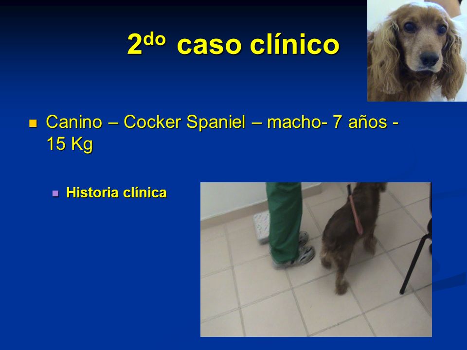 2do caso clínico Canino – Cocker Spaniel – macho- 7 años -15 Kg
