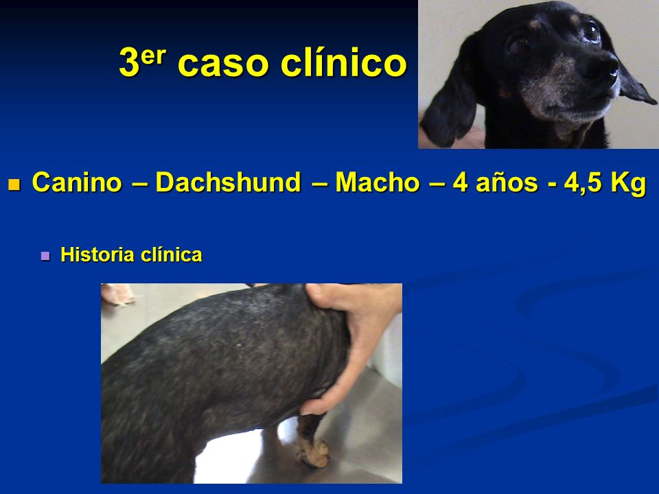 3er caso clínico Canino – Dachshund – Macho – 4 años - 4,5 Kg