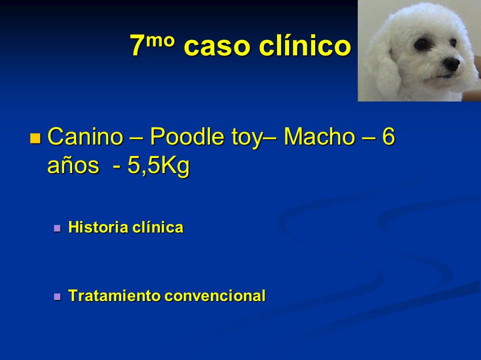 7mo caso clínico Canino – Poodle toy– Macho – 6 años - 5,5Kg