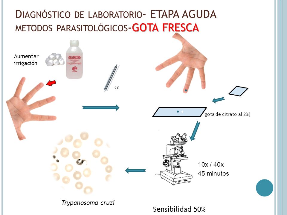 Diagnóstico de laboratorio- ETAPA AGUDA metodos parasitológicos-GOTA FRESCA