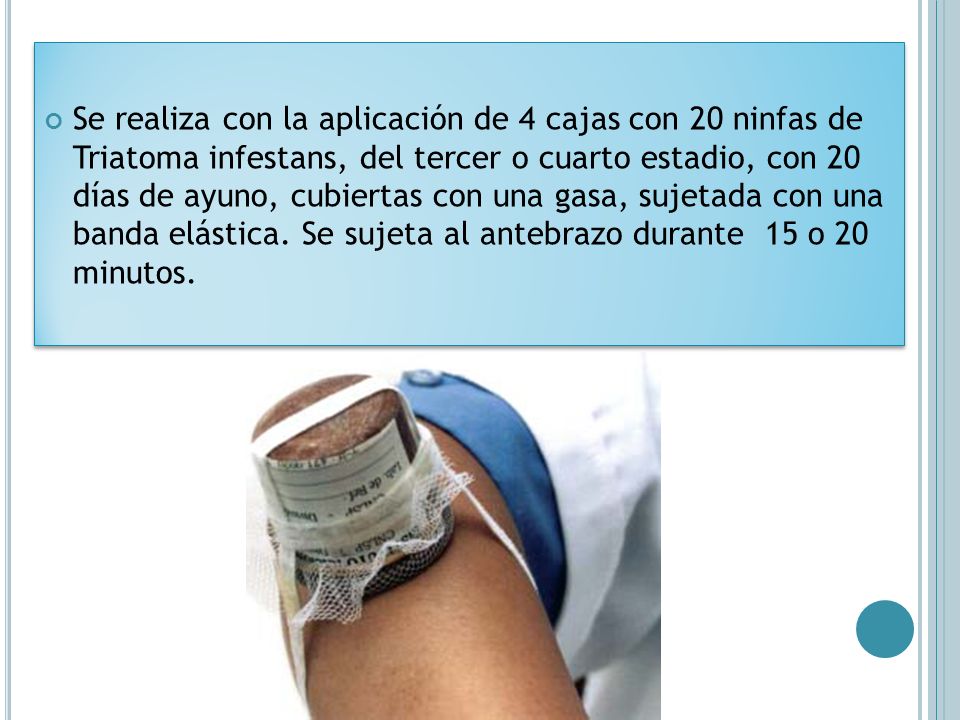 Se realiza con la aplicación de 4 cajas con 20 ninfas de Triatoma infestans, del tercer o cuarto estadio, con 20 días de ayuno, cubiertas con una gasa, sujetada con una banda elástica.
