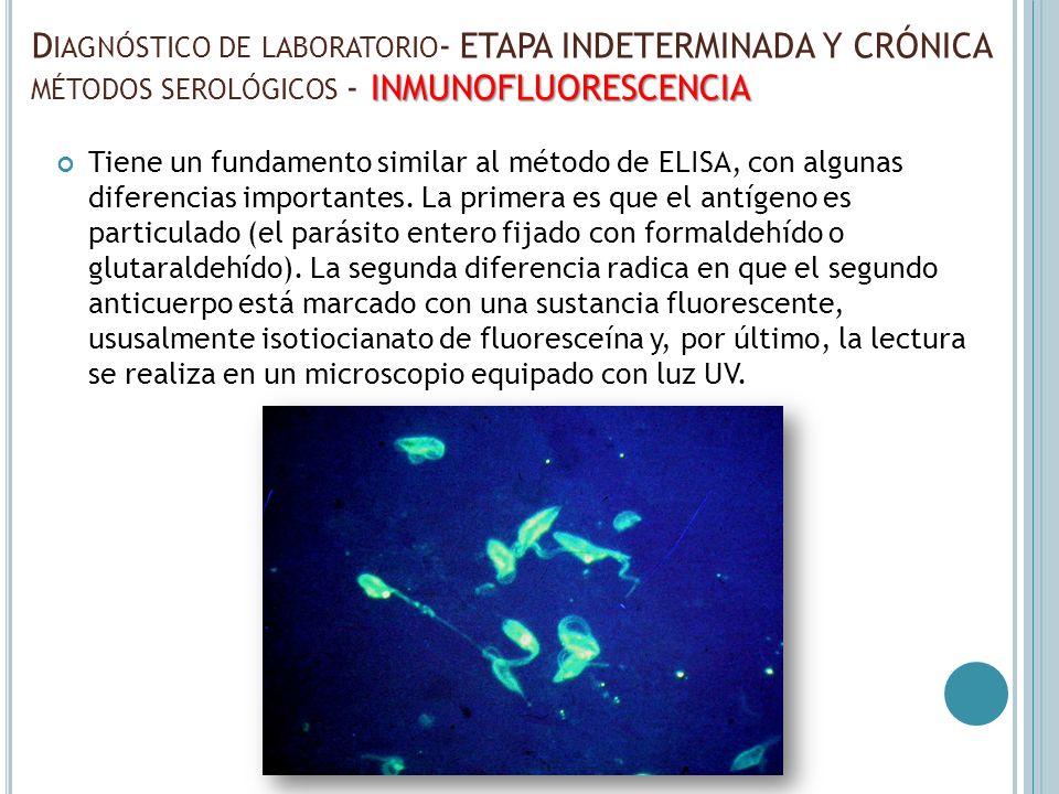 Diagnóstico de laboratorio- ETAPA INDETERMINADA Y CRÓNICA métodos serológicos - INMUNOFLUORESCENCIA