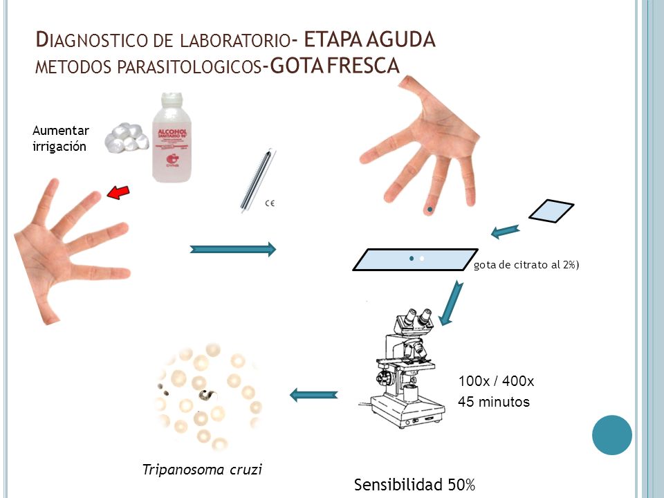 Diagnostico de laboratorio- ETAPA AGUDA metodos parasitologicos-GOTA FRESCA