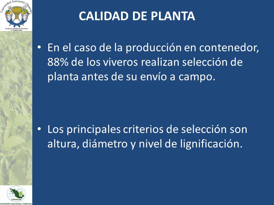 CALIDAD DE PLANTA En el caso de la producción en contenedor, 88% de los viveros realizan selección de planta antes de su envío a campo.