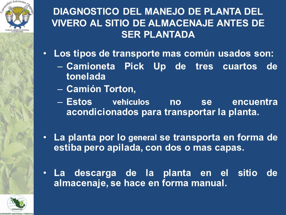 DIAGNOSTICO DEL MANEJO DE PLANTA DEL VIVERO AL SITIO DE ALMACENAJE ANTES DE SER PLANTADA