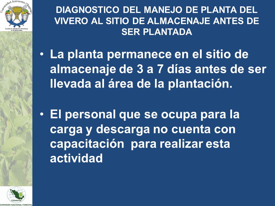DIAGNOSTICO DEL MANEJO DE PLANTA DEL VIVERO AL SITIO DE ALMACENAJE ANTES DE SER PLANTADA