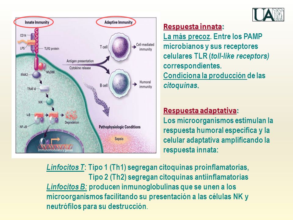 Respuesta innata: La más precoz. Entre los PAMP microbianos y sus receptores celulares TLR (toll-like receptors) correspondientes.