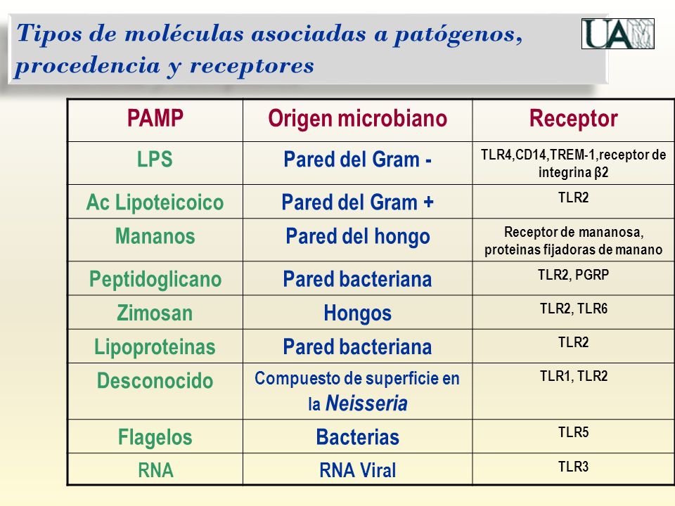 Tipos de moléculas asociadas a patógenos, procedencia y receptores