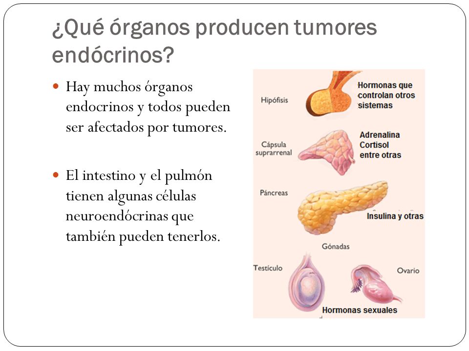 ¿Qué órganos producen tumores endócrinos