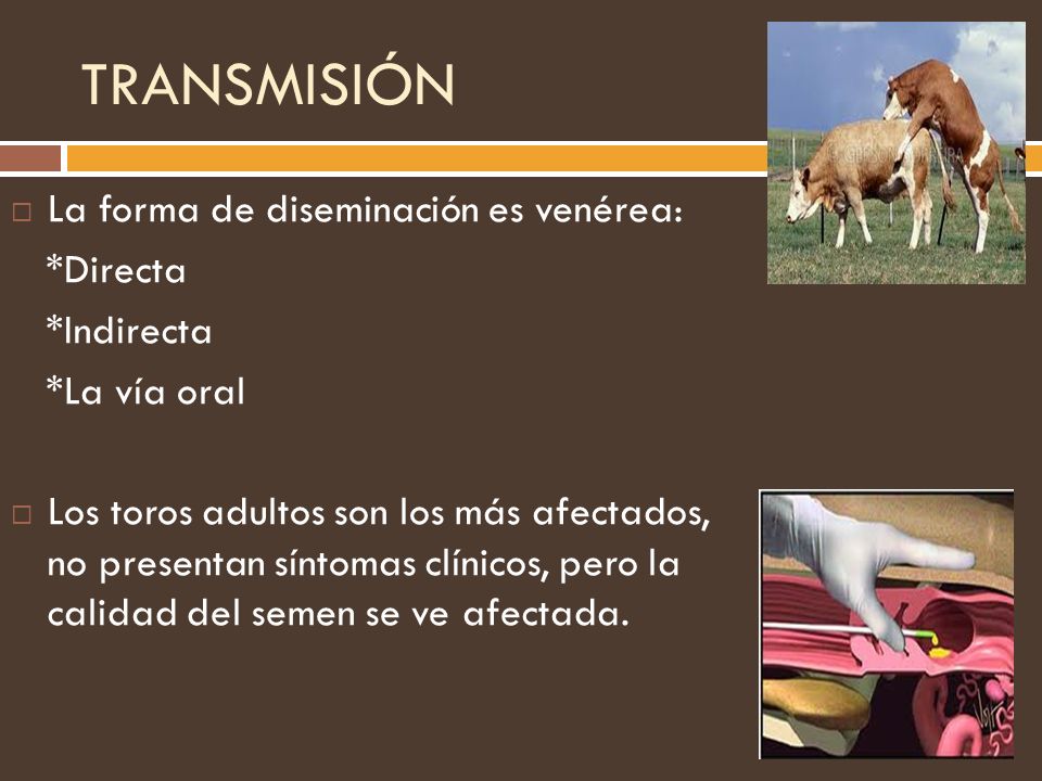 TRANSMISIÓN La forma de diseminación es venérea: *Directa *Indirecta