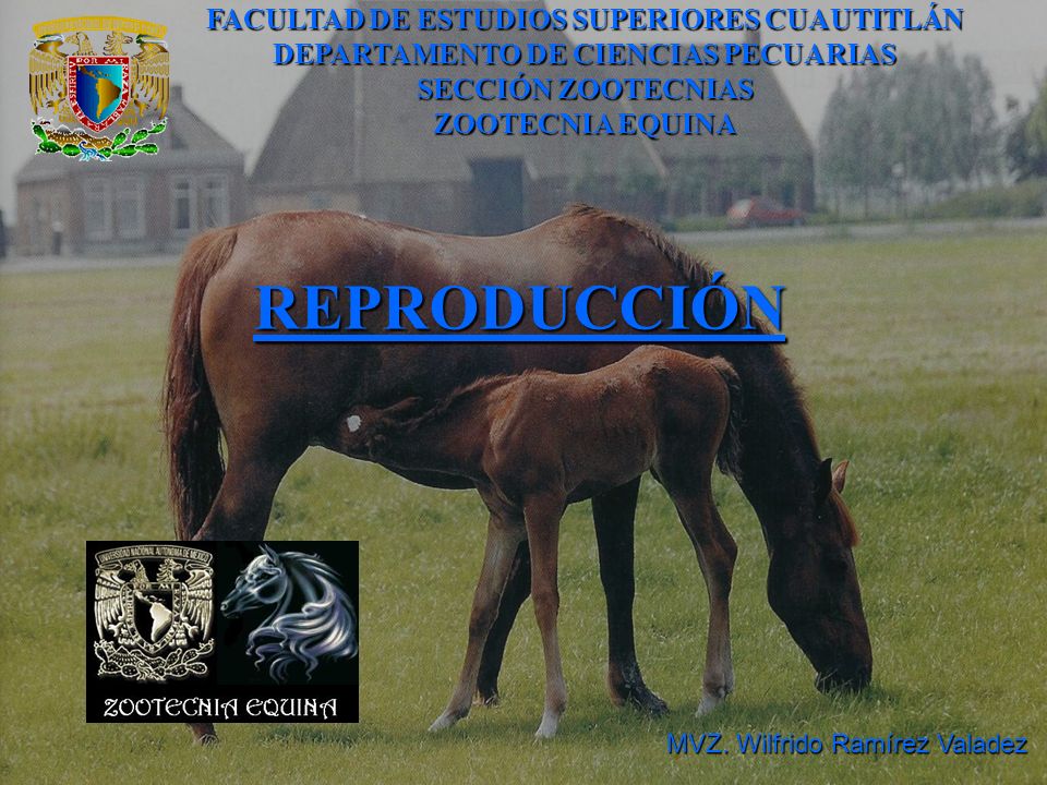 FACULTAD DE ESTUDIOS SUPERIORES CUAUTITLÁN DEPARTAMENTO DE CIENCIAS PECUARIAS SECCIÓN ZOOTECNIAS ZOOTECNIA EQUINA