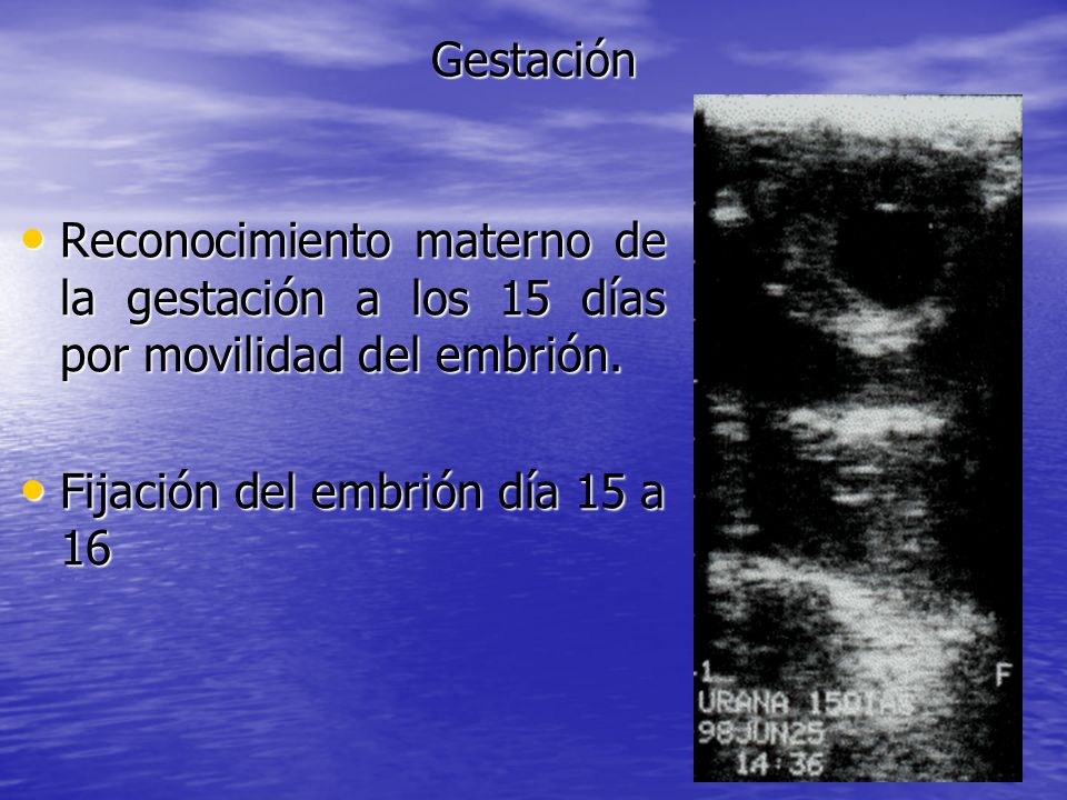 Gestación Reconocimiento materno de la gestación a los 15 días por movilidad del embrión.