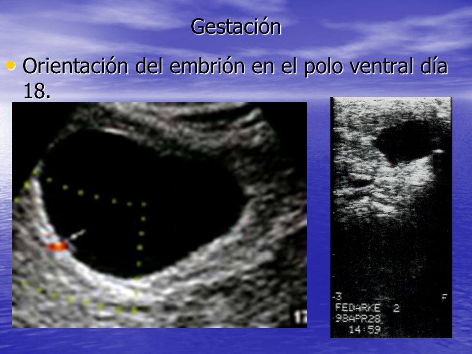 Gestación Orientación del embrión en el polo ventral día 18.