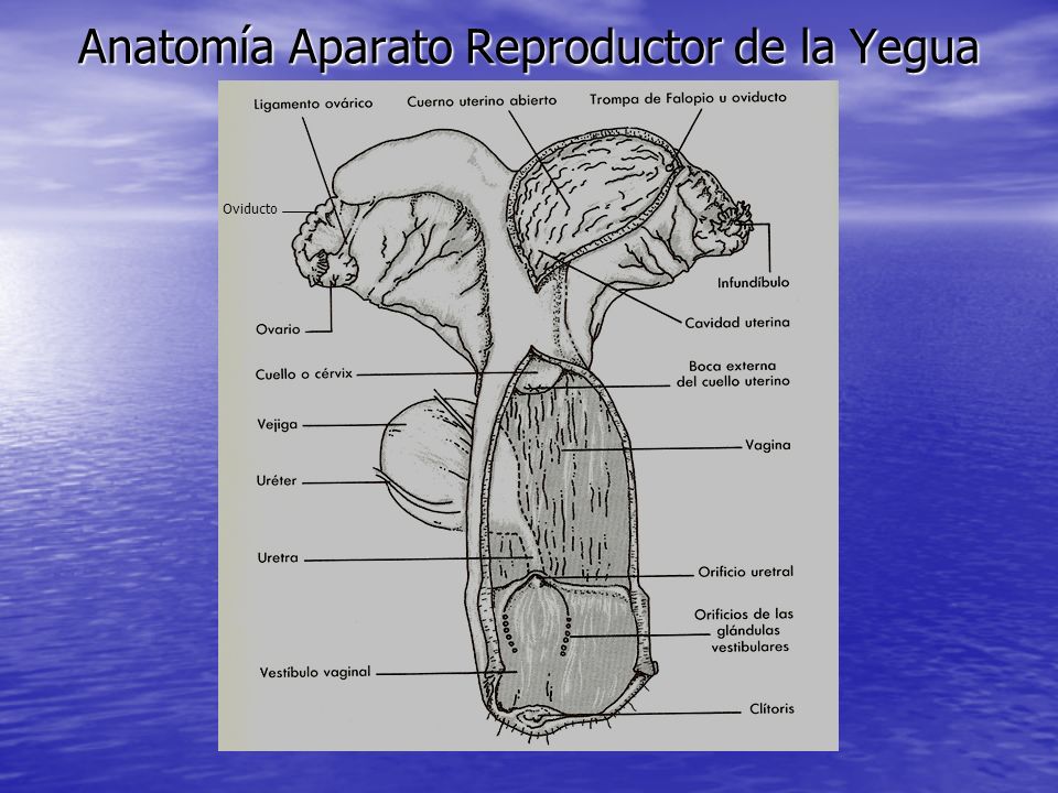 Anatomía Aparato Reproductor de la Yegua